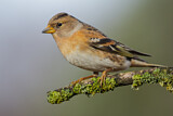 Image. Brambling