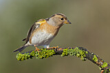 Image. Brambling
