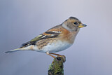 Image. Brambling