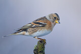 Image. Brambling