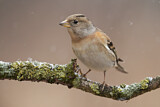Image. Brambling