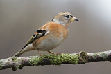 Image. Brambling