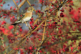 Image. Brambling