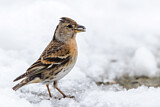 Image. Brambling