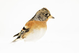 Image. Brambling