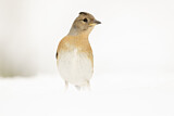 Image. Brambling