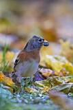 Image. Brambling
