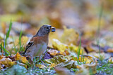 Image. Brambling