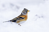 Image. Brambling