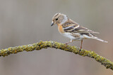 Image. Brambling