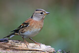 Image. Brambling