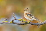 Image. Brambling