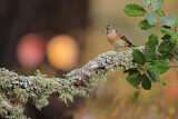 Image. Brambling