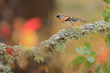 Image. Brambling