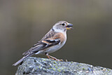 Image. Brambling