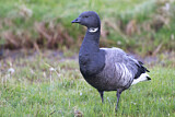 Image. Brant Goose