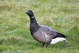 Image. Brant Goose