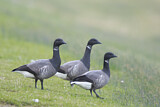 Image. Brant Goose