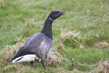 Image. Brant Goose
