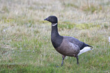 Image. Brant Goose