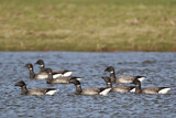 Image. Brant Goose