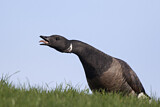 Image. Brant Goose