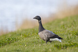 Image. Brant Goose