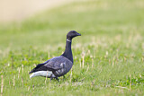 Image. Brant Goose