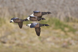 Image. Brant Goose