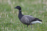 Image. Brant Goose