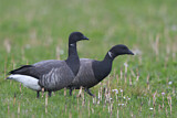 Image. Brant Goose