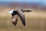 Image. Brant Goose