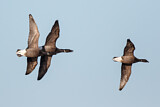 Image. Brant Goose