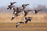 Image. Brant Goose