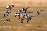 Image. Brant Goose