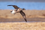 Image. Brant Goose