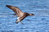 Image. Brant Goose