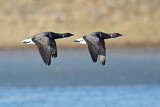 Image. Brant Goose