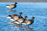 Image. Brant Goose