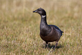 Image. Brant Goose