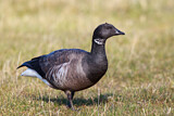 Image. Brant Goose