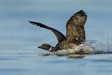 Image. Brant Goose