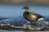 Image. Brant Goose