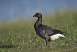 Image. Brant Goose