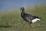 Image. Brant Goose