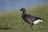 Image. Brant Goose