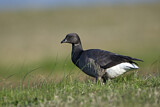 Image. Brant Goose