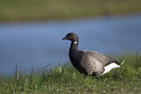 Image. Brant Goose