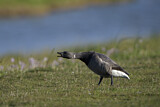 Image. Brant Goose