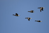 Image. Brant Goose